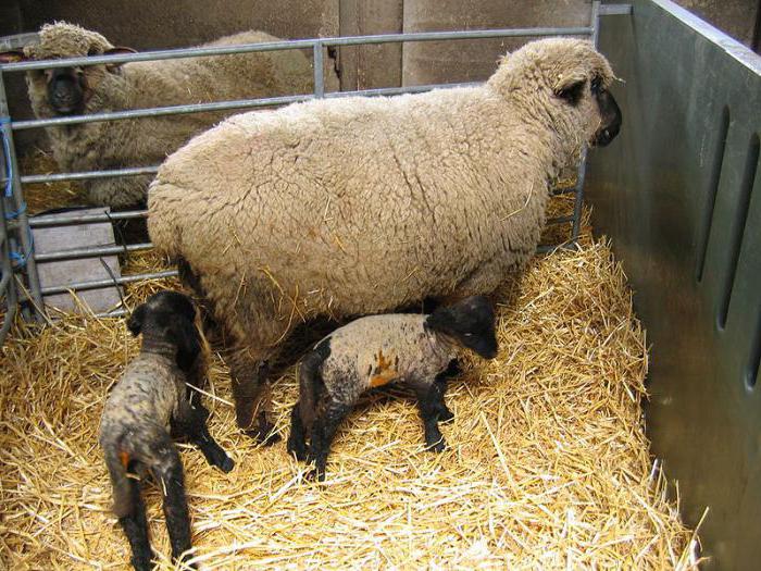 el peso de la oveja
