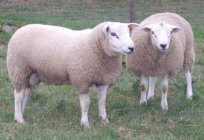 Rasse Schafe Texel: Beschreibung, Zucht, Pflege, Vorteile und Nachteile