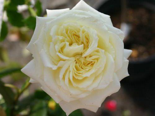 pletistaja die Rose-Elf Pflanzung und Pflege