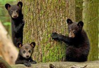 Барибал (niedźwiedź czarny): opis, wygląd, cechy, siedliska i ciekawe fakty