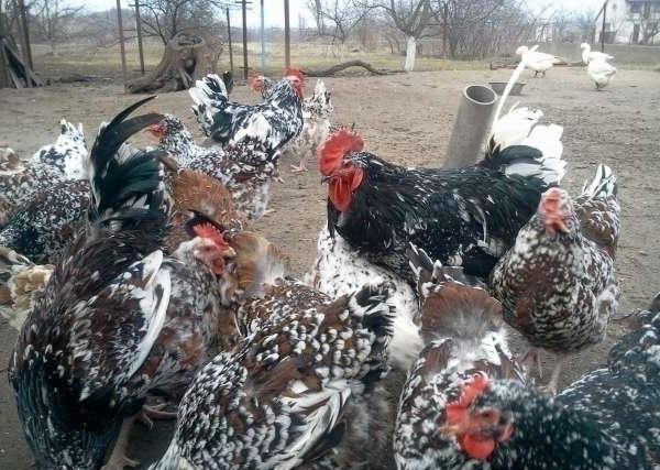  Hühner ливенские Baumwolle 