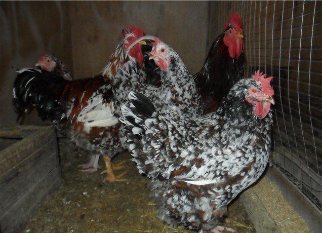 Livenskaya breed chickens