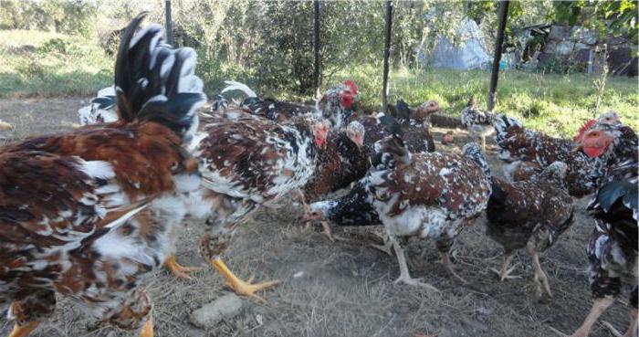 Livenskaya breed chickens reviews