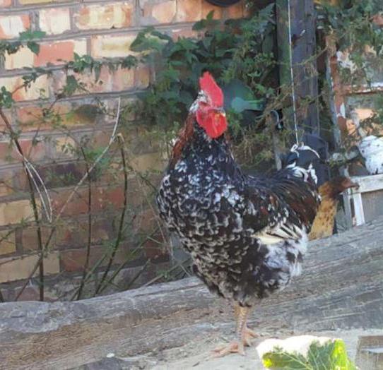Livenskaya印花布养鸡的照片