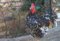 Chicken print livens'ke: description of breed