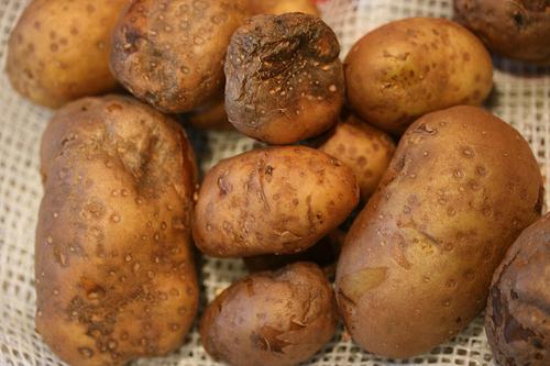 krautfäule der Kartoffel