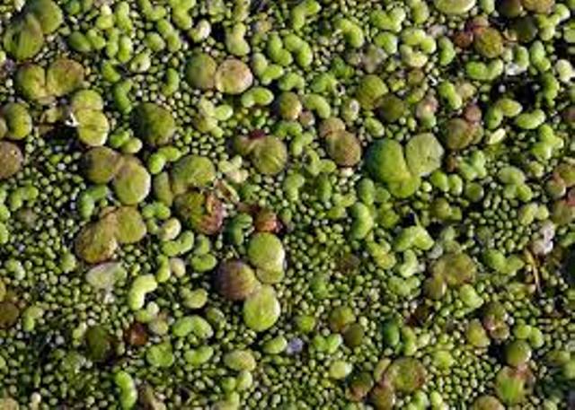 Wolfe - a relative of duckweed