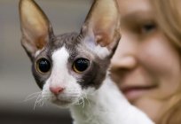 Cornish Rex cat breed: character, photos, prices and reviews