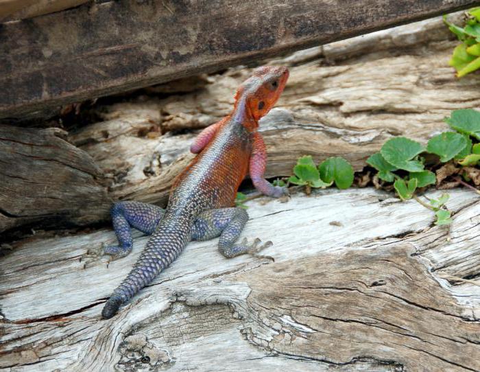 la temperatura del cuerpo de la serpiente