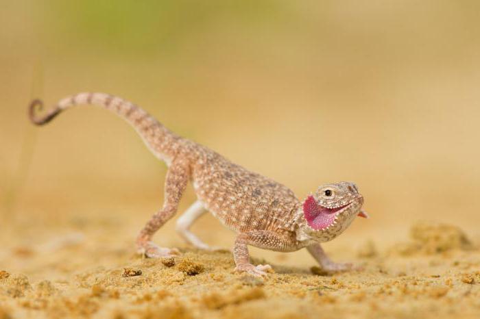 a temperatura do corpo da serpente