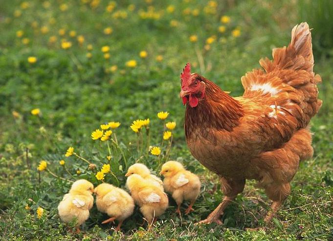 warum Hühner picken die Eier