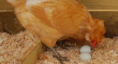 die Hühner picken die Eier was zu tun