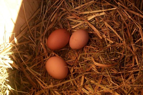 курки клюють яйця
