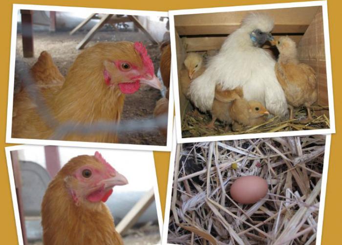 wie entwöhnen Hühner picken Eier