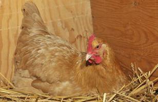 Hühner Legehennen verwendet werden picken Ihre Eier