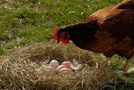 um die Hühner nicht fraßen die Eier