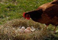 Warum Hühner picken die Eier? Hühner picken die Eier, was zu tun ist?