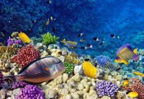 サンゴ湾の説明は、特性、自然と興味深い事実