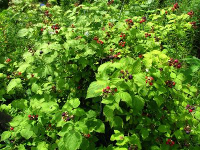 Raspberry – care after-harvest