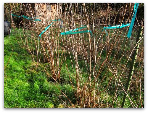 raspberry pruning and cultivating