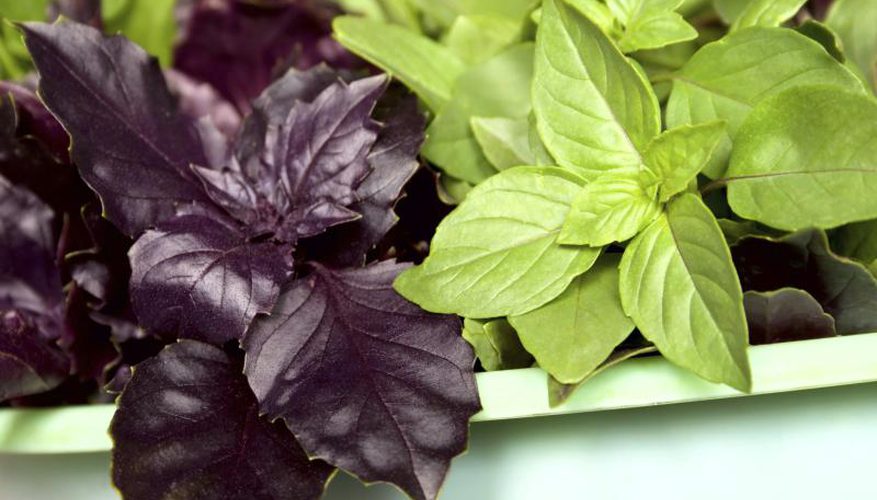 purple Basil useful properties and contraindications