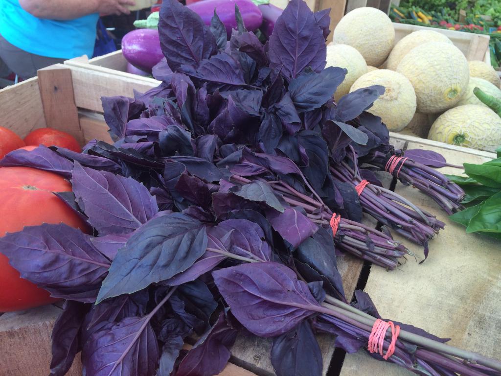 useful properties of purple Basil