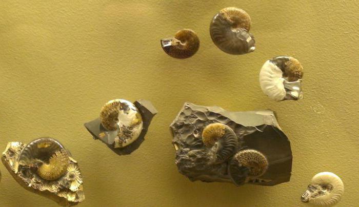muzeum paleontologiczne w moskwie