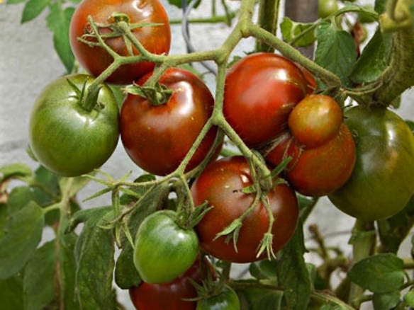 种植和照顾番茄酱