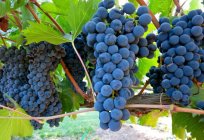 Las uvas ruslan - el ramo de placer