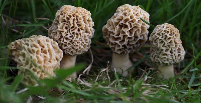 микология ciência de cogumelos