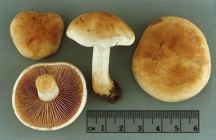 наука про гриби