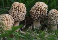 O que é микология? Микология - a ciência de cogumelos
