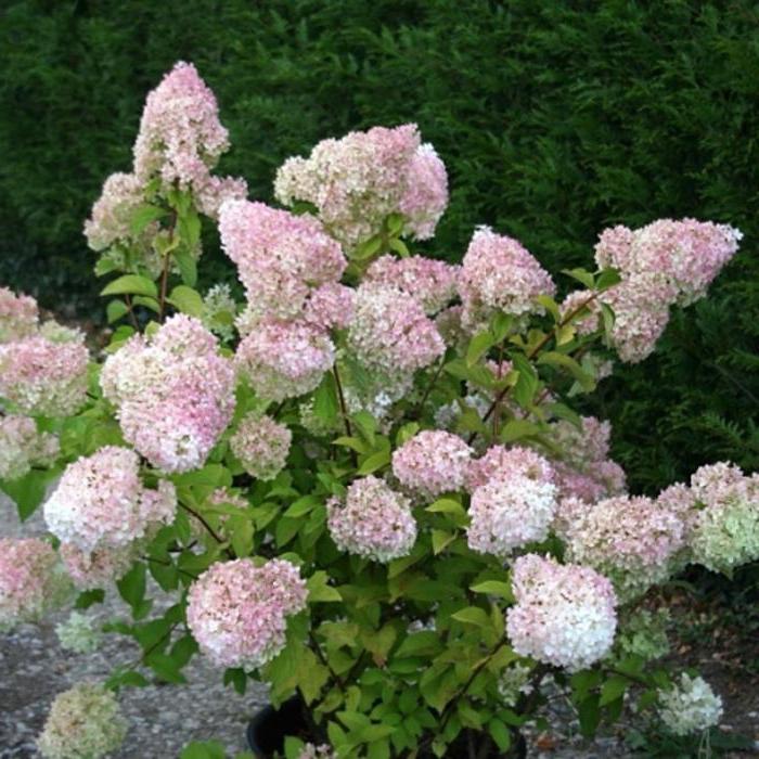 hortensja paniculata Диамантино