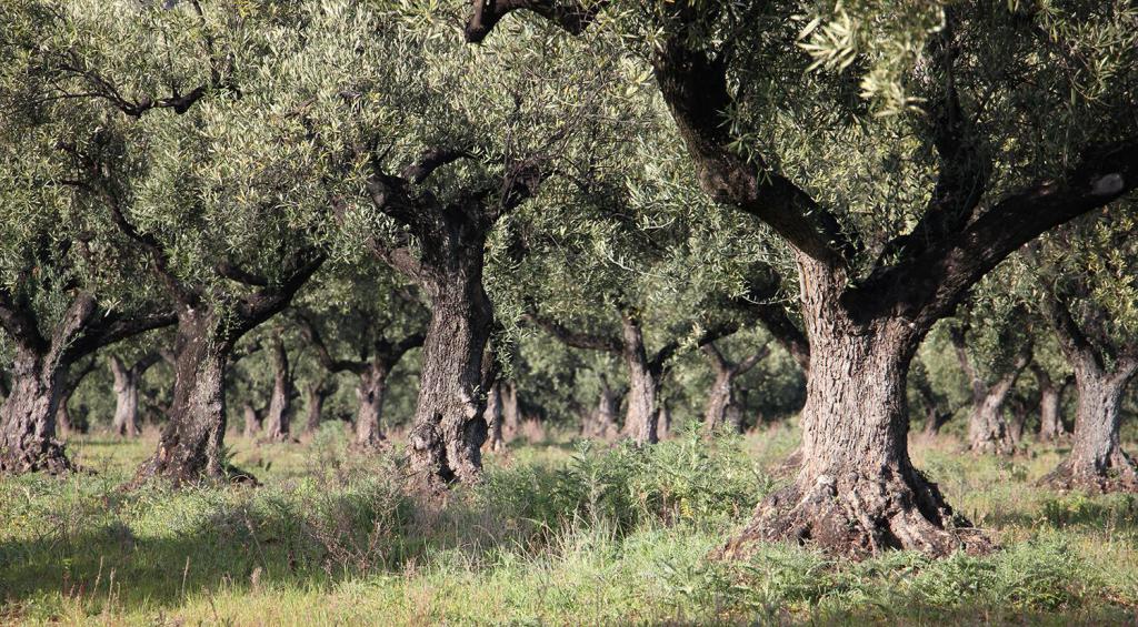 Drzewo oliwa