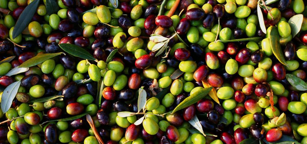 olive Harvest
