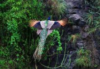Lo que dice el libro de oniromancia: el pavo real a lo que sueña?