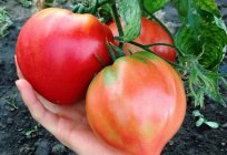 Томат Біф: опис, характеристики. Великі м'ясисті томати для салатів і соку