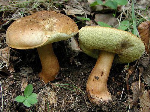 каштановий гриб
