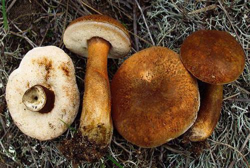 каштановий гриб фото і опис