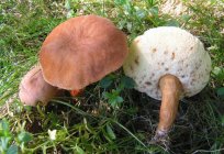 Каштановий гриб: особливості зовнішнього вигляду і фото