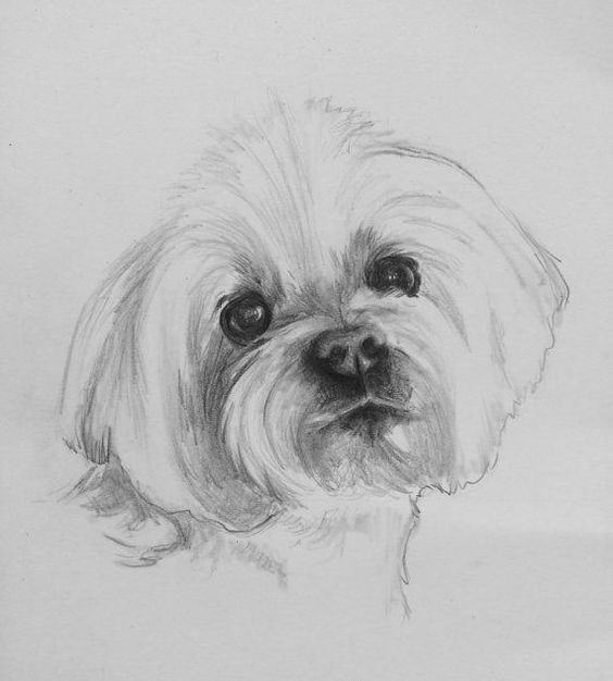 Yorkshire Terriers: how to draw