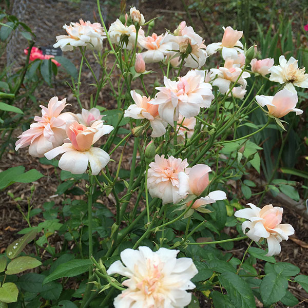 Полиантовые de rosas a partir de sementes em casa
