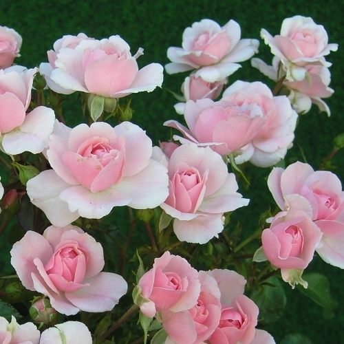 Пполиантовая rosa cultivo de semillas