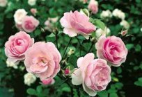 Rosa полиантовая: foto, o cultivo das sementes em casa, o viajante