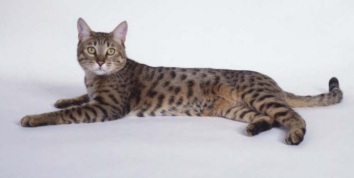 california parlayan kedi fiyat