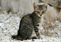 California shining cat: description of the breed, character, care and maintenance