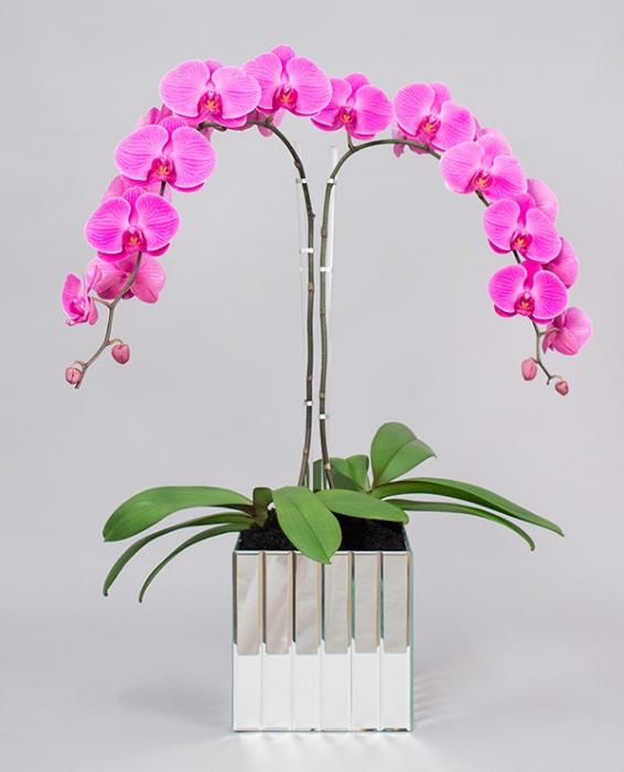 wachsende Orchidee zu Hause