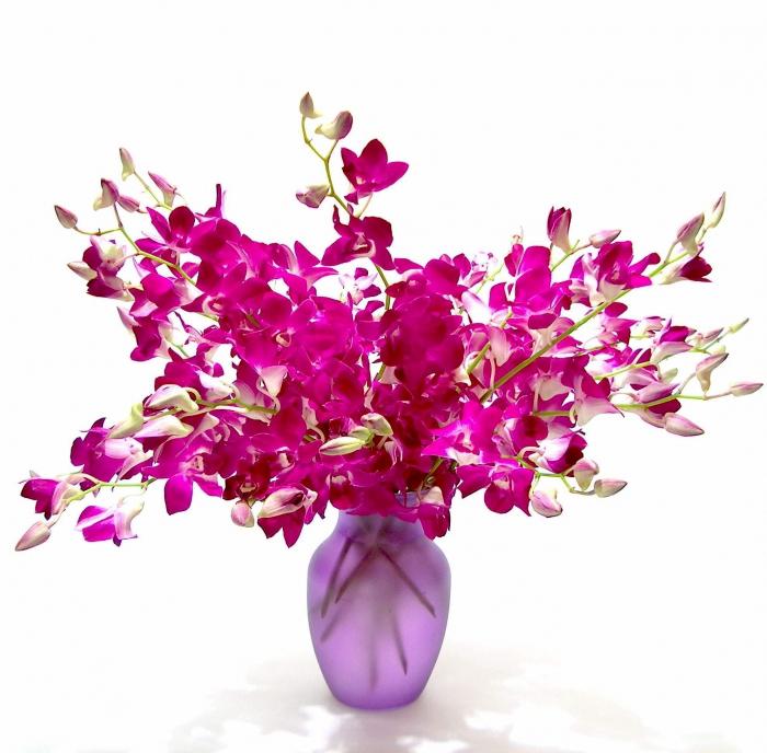 la cría de orquídeas
