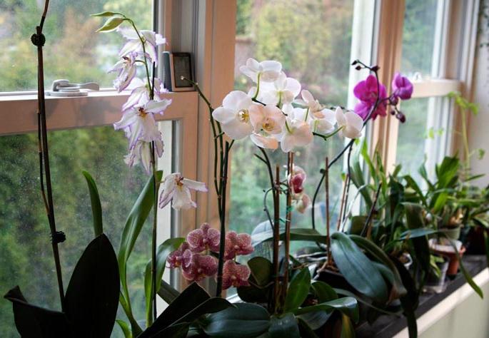 ramos de flores de las orquídeas