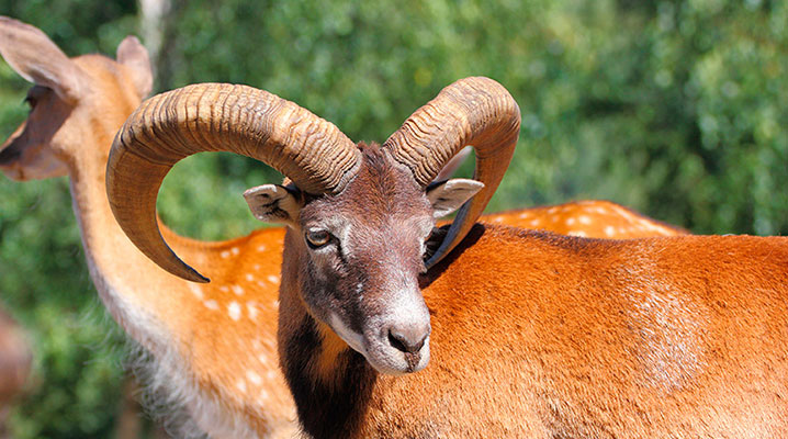 mouflon animal